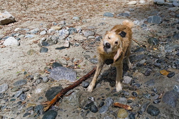 Frontal shot of a Golden Retriever shaking off water after retrieving a stick from the river.
Some water drops are visible and the face looks funny because of the shaking.