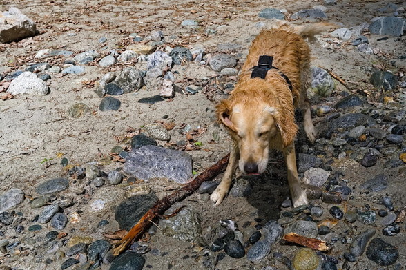 Frontal shot of a Golden Retriever shaking off water after retrieving a stick from the river, nearly finished from shaking. The tounge is slightly to see, the right ear is bent over the eye.