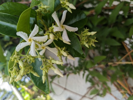 Jasminblüten in Nahaufnahme. 
Weiße Blütenblätter wie ein Windrad, 5 blättrig