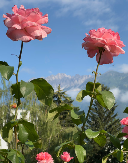Im Vordergrund sind ein paar Rosen, die rosafarben sind, zu sehen. Auch die Stiele und Blätter. Der Himmel ist überwiegend blau, ein paar Schönwetterwolken sind zu sehen. Ganz im Hintergrund die Nordkette oberhalb von Innsbruck.