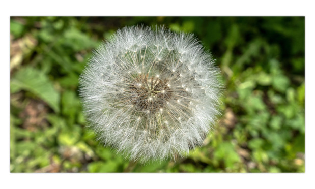 Ein weiß gerahmtes 16:9 Foto.
In der Mitte ist eine Pusteblume von oben zu sehen. Ringsherum im Bokeh-Effekt Löwenzahnblätter und etwas Erde.