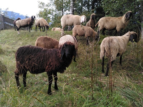 A herd of sheep. A sheep with a dark brown coat is standing in front, looking directly into the camera. Behind it there are multiple sheep with white coats standing on a incline, some of them are grazing.