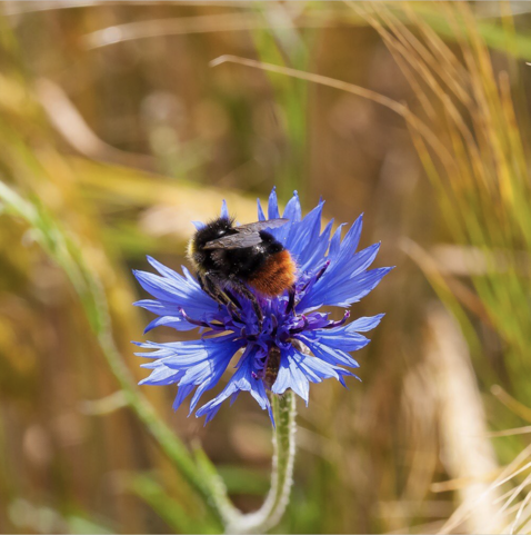 Das Foto ist quadratisch und in Farbe aufgenommen. Auf einer Kornblume sitzt eine Hummel. Diese ist von hinten aufgenommen, daher der Bildtitel 